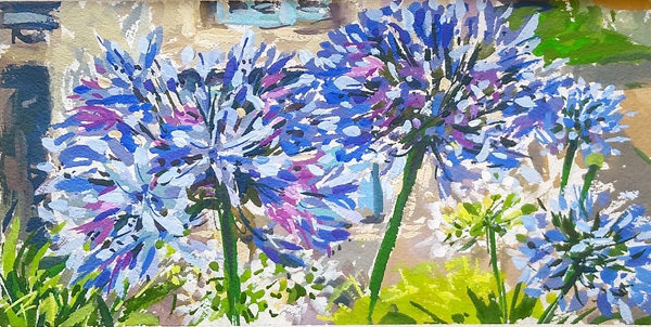 2020-54-Agapanthus-in-the-Dock-House-1
